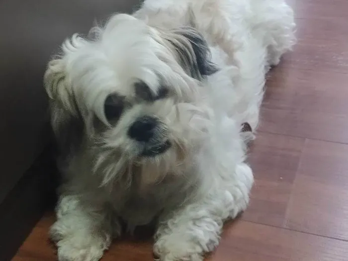 Cachorro ra a Shitsu  idade 5 anos nome Thor