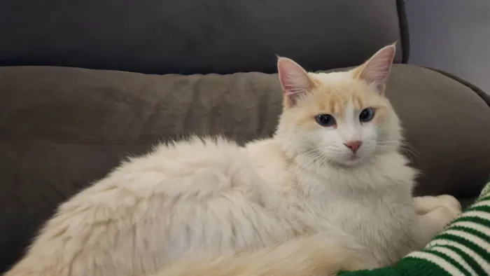 Gato ra a SRD idade 7 a 11 meses nome Anakin