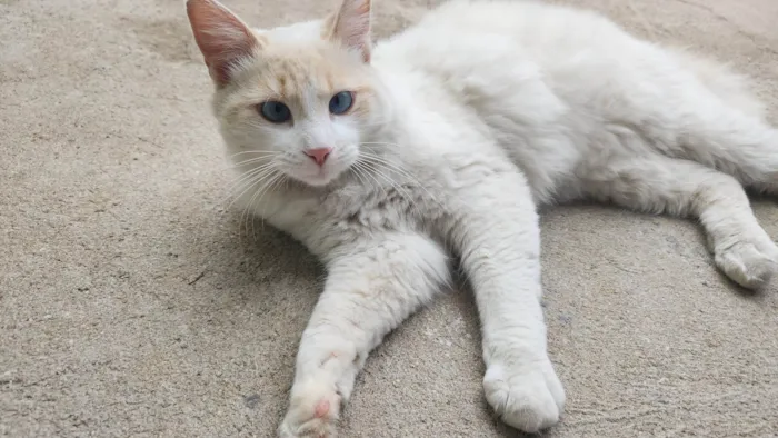 Gato ra a SRD idade 7 a 11 meses nome Anakin