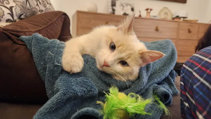 Gato ra a SRD idade 7 a 11 meses nome Anakin