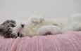 Amora e tom