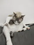 Amora e tom