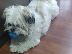 Cachorro raça Shitsu  idade 5 anos nome Thor