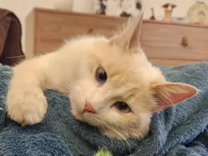 Gato raça SRD idade 7 a 11 meses nome Anakin