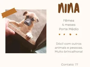 Cachorro raça SRD-ViraLata idade 2 a 6 meses nome Nina