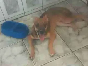 Cachorro raça SRD-ViraLata idade 1 ano nome Caramelo