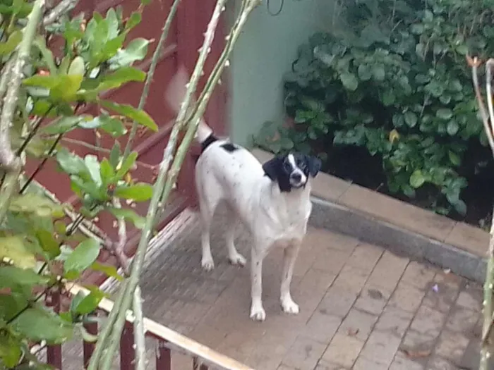 Cachorro ra a Srd idade 2 anos nome Pingo