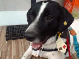 Cachorro raça Srd idade 2 anos nome Pingo