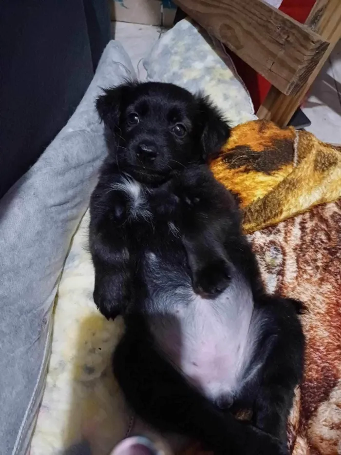 Cachorro ra a  idade Abaixo de 2 meses nome Sem nome 