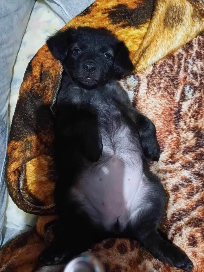 Cachorro ra a  idade Abaixo de 2 meses nome Sem nome 