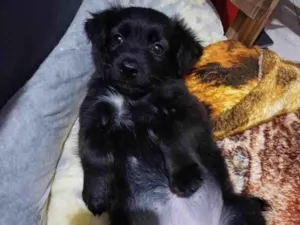 Cachorro raça  idade Abaixo de 2 meses nome Sem nome 