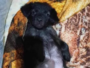 Cachorro raça  idade Abaixo de 2 meses nome Sem nome 