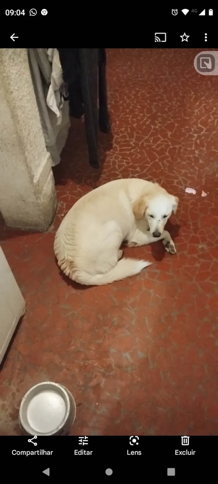 Cachorro ra a Golden com labrador  idade 2 anos nome Francisco 