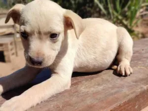 Cachorro raça SRD-ViraLata idade Abaixo de 2 meses nome Caramelo
