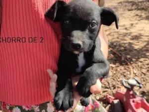 Cachorro raça SRD-ViraLata idade Abaixo de 2 meses nome BOB