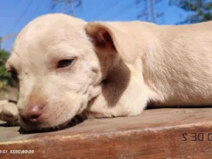 Cachorro raça SRD-ViraLata idade Abaixo de 2 meses nome SCOOBY
