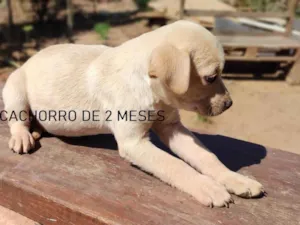 Cachorro raça SRD-ViraLata idade Abaixo de 2 meses nome LOBINHO