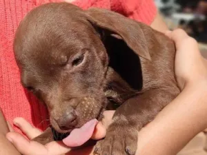 Cachorro raça SRD-ViraLata idade Abaixo de 2 meses nome CARINHOSO