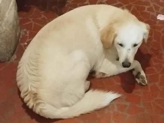 Cachorro ra a Golden com labrador  idade 2 anos nome Francisco 