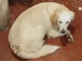Francisco