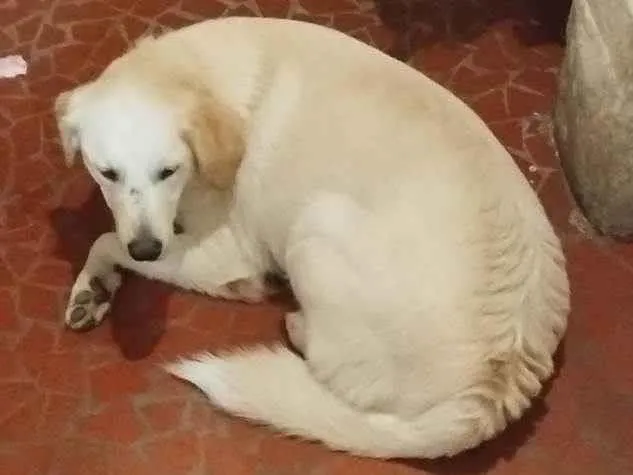 Cachorro ra a Golden com labrador  idade 2 anos nome Francisco 