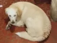 Francisco