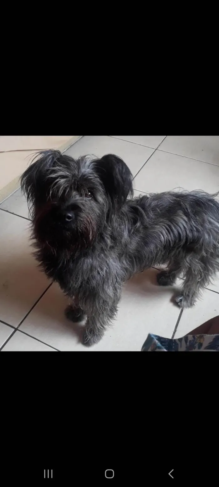 Cachorro ra a Vira lata idade 6 ou mais anos nome Nina