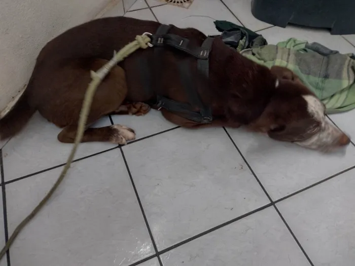 Cachorro ra a Rusqui  sibiriano com Pit Bull  idade 2 anos nome Spack