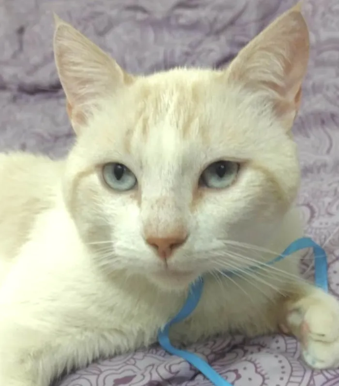 Gato ra a Mestico  idade 7 a 11 meses nome Floquinho 