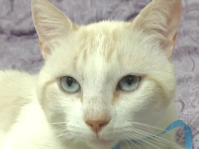 Gato ra a Mestico  idade 7 a 11 meses nome Floquinho 