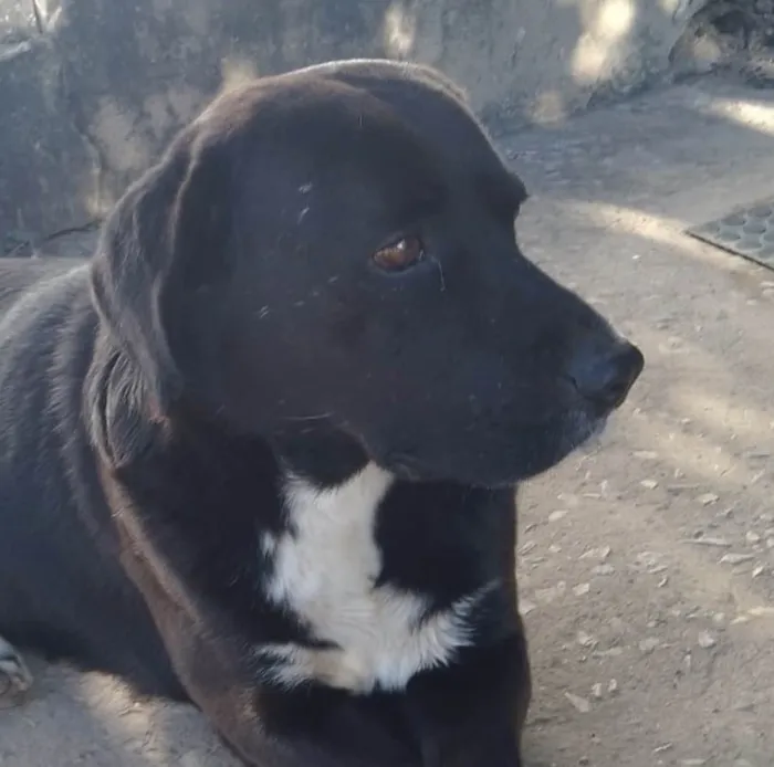 Cachorro ra a Labrador idade 1 ano nome Thor 