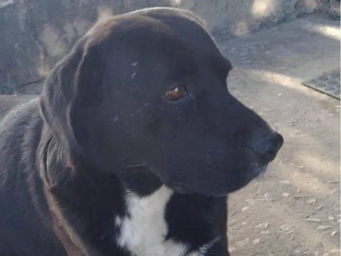 Cachorro ra a Labrador idade 1 ano nome Thor 