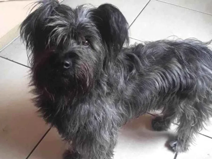 Cachorro ra a Vira lata idade 6 ou mais anos nome Nina