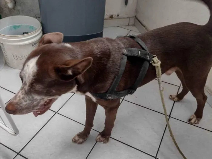 Cachorro ra a Rusqui  sibiriano com Pit Bull  idade 2 anos nome Spack