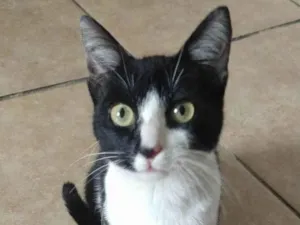 Gato raça SRD-ViraLata idade 2 a 6 meses nome ROMEU