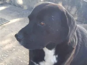 Cachorro raça Labrador idade 1 ano nome Thor 