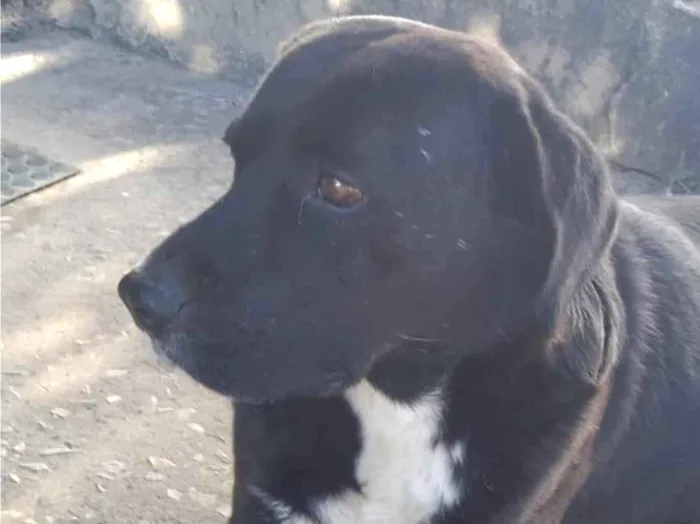 Cachorro ra a Labrador idade 1 ano nome Thor 