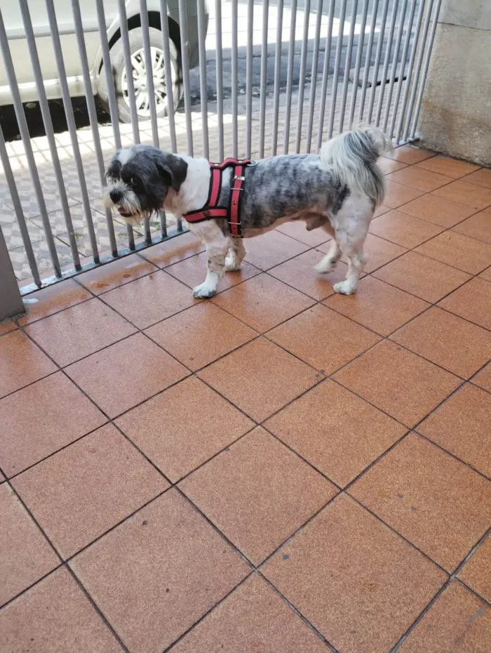 Cachorro ra a Shitzu idade 2 anos nome Buzz