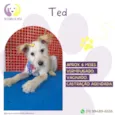 Ted