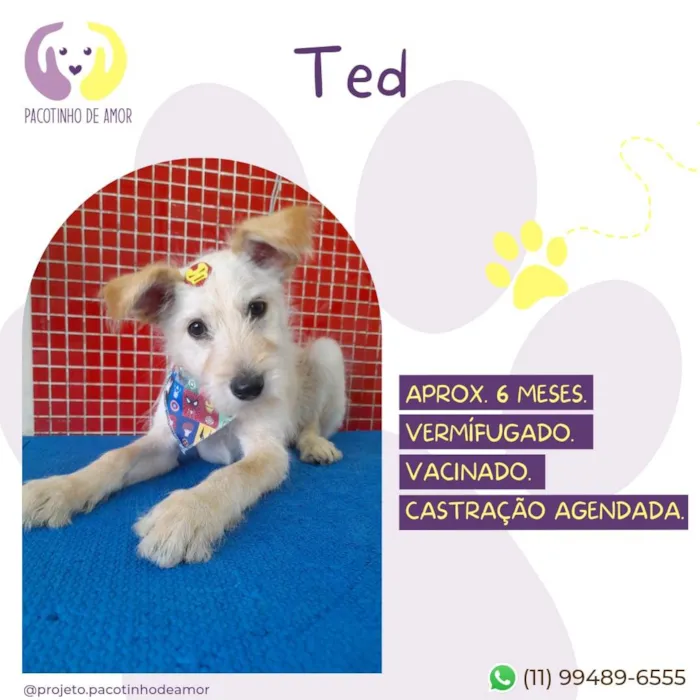Cachorro ra a SRD-ViraLata idade 2 a 6 meses nome Ted