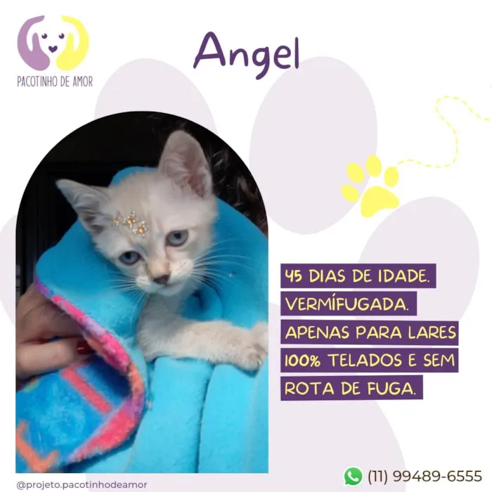 Gato ra a SRD-ViraLata idade Abaixo de 2 meses nome Angel 