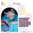Angel