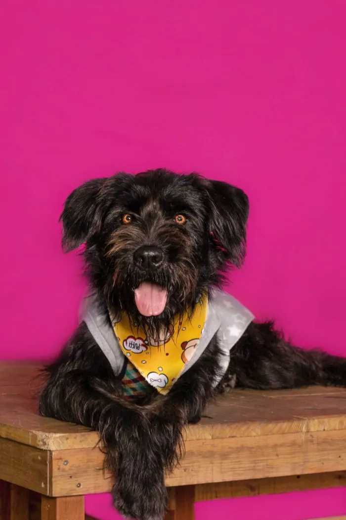 Cachorro ra a SRD-ViraLata idade 2 anos nome Pompom