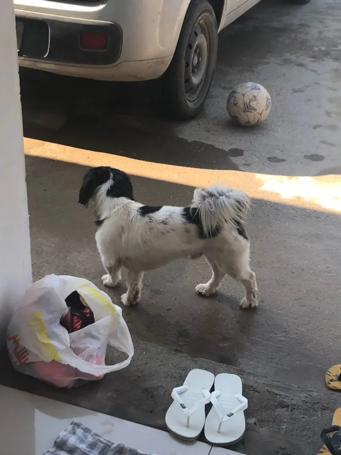 Cachorro ra a Lhasa Apso idade 2 anos nome Não sei