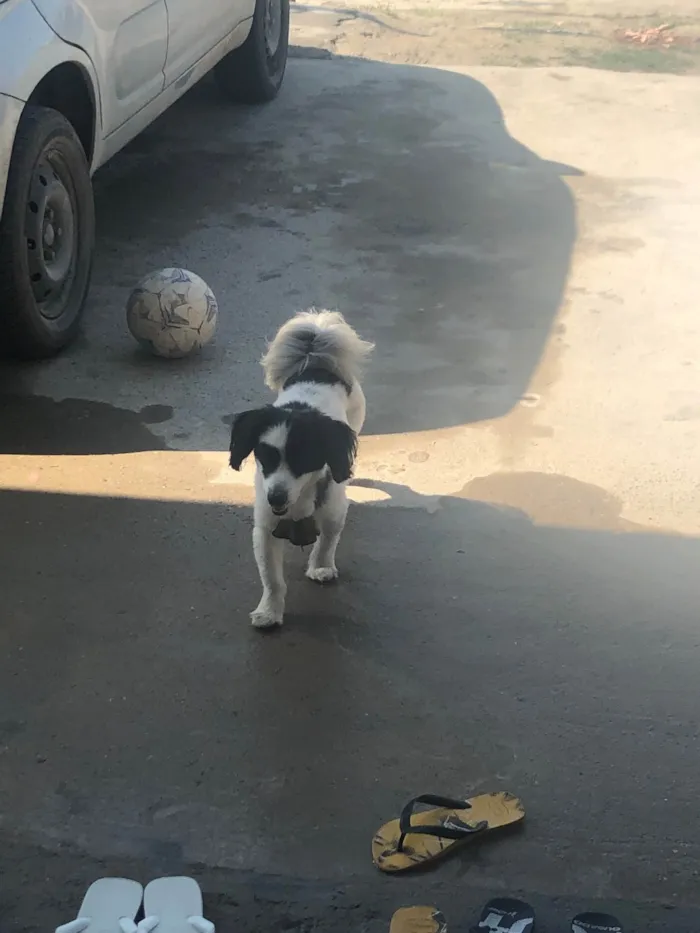 Cachorro ra a Lhasa Apso idade 2 anos nome Não sei