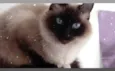 Gatinha lindíssima