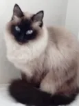 Gatinha lindíssima