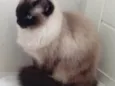Gatinha lindíssima