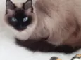 Gatinha lindíssima