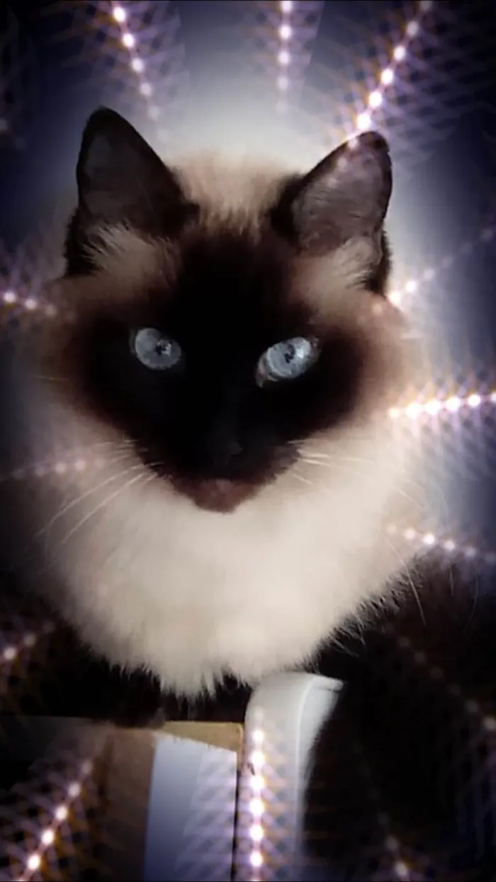 Gato ra a SRD-ViraLata idade 1 ano nome Gatinha lindíssima 